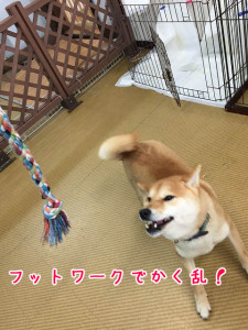 フットワーク