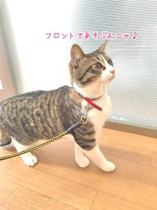 フロントで猫ちゃん遊ぶ