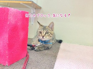 ブロックが気になる猫ちゃん