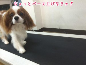 ペース上げていくよ！