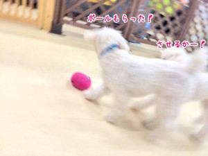 ボールいただき！