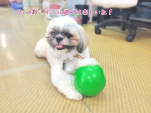 ボールが楽しい犬