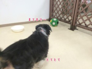 ボールさんまって