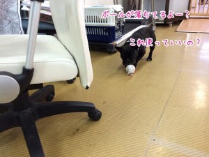 ボールだ～
