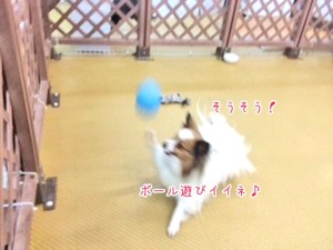 ボールでとっても楽しそうな犬ちゃん