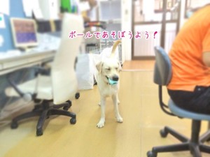 ボールで遊びたい犬ちゃん