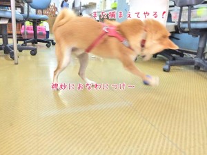 ボールで遊ぶ楽しそうな犬ちゃん