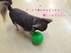 ボールで遊ぼうかな