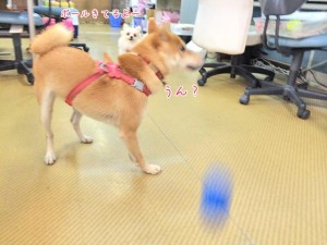 ボールに気がつかない犬ちゃん