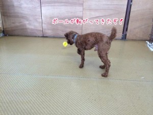 ボールを追う犬ちゃん