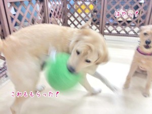 ボール取り名犬