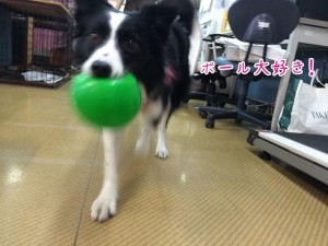 ボール大好き1