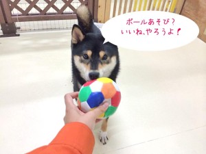 ボール遊びしましょ