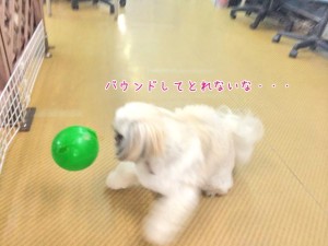 ボール遊び中の犬