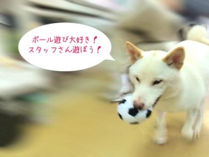 ボール遊び大好き