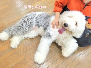 リラックス犬ちゃん