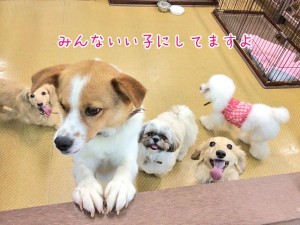 ワンちゃんたちはみんないい子