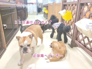 ワンちゃんの通行止め