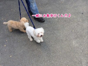 一緒にお散歩
