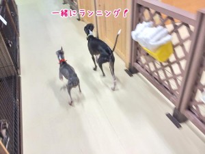 一緒にランニング