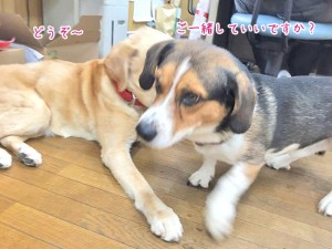 一緒に休む犬