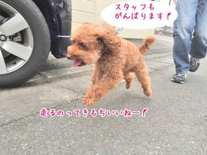 一緒に走ろう