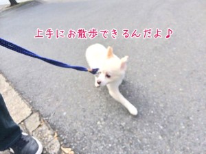 上手にお散歩犬ちゃん