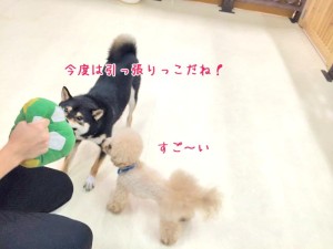 今度は引っ張りっこ