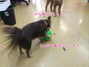 今度は転がらないね