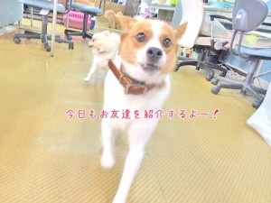 今日もお友達を紹介するよ！