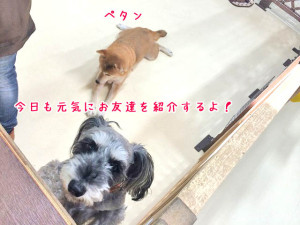 今日も元気にご紹介
