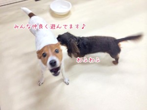 仲良く遊ぶ犬ちゃんたち