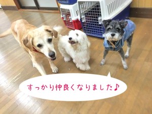 仲良く遊べているよ