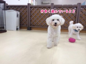 仲良く遊んでいます