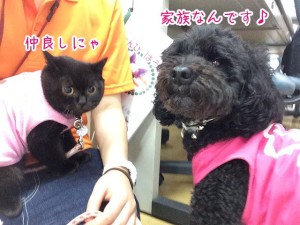 仲良し犬ちゃん猫ちゃん