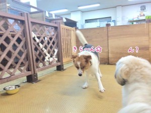 何かをたくらむ犬ちゃん