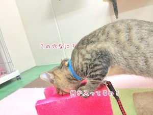 何か入ってるの？