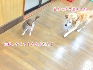 保護者だ犬ちゃん