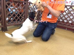 元気良く引っ張る