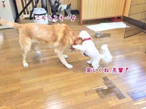 先輩と後輩？