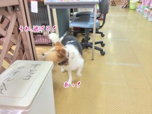 出遅れる犬ちゃん