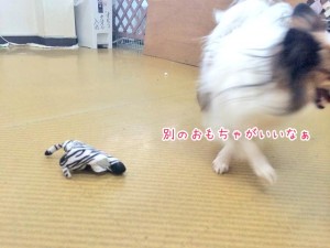 別のおもちゃがいいみたい