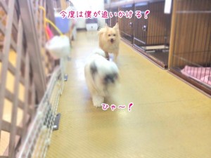 別の犬ちゃんと追いかけっこ