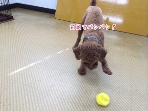 前足でパシパシする犬ちゃん