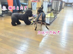 力比べする犬