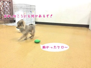 助かったケロ