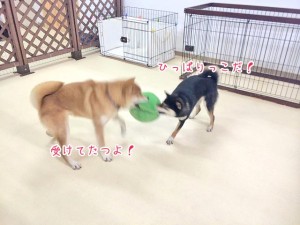 勝負だ犬ちゃん