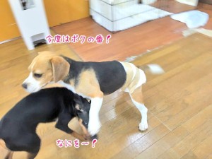 反撃の犬ちゃん