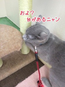 台があるニャン