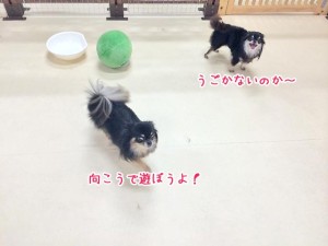 向こうで遊ぼう